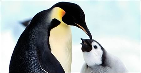 Gay Penguins