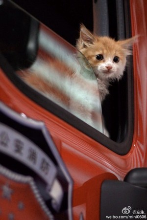 fireman-kitten-05.jpg