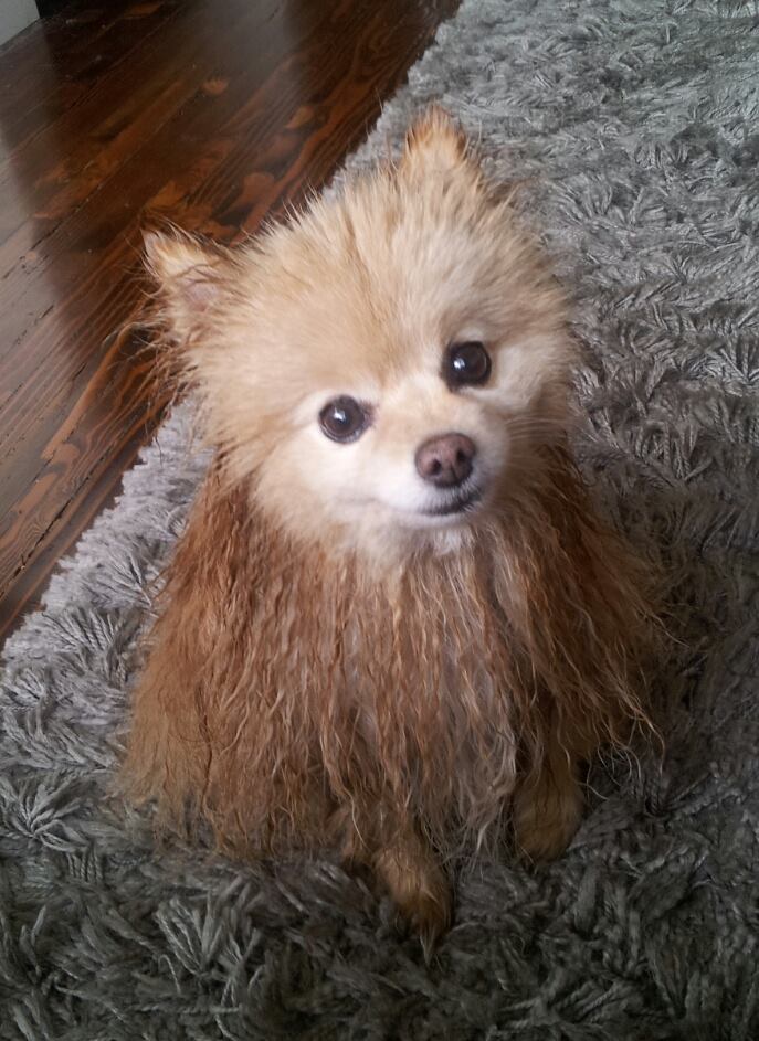 Toby still wet and looking so much like the carpet