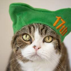 omgthecatkingoftheinternet_tn2
