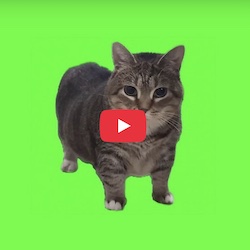 Spinning-Cat