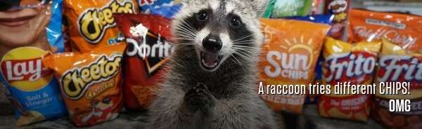 A raccoon tries different CHIPS!