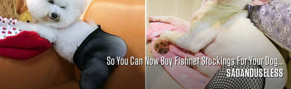 So You Can Now Buy Fishnet Stockings For Your Dog…