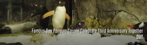 Famous Gay Penguin Couple Celebrate Third Anniversary Together