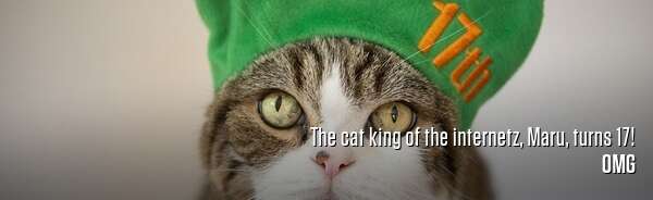 The cat king of the internetz, Maru, turns 17!
